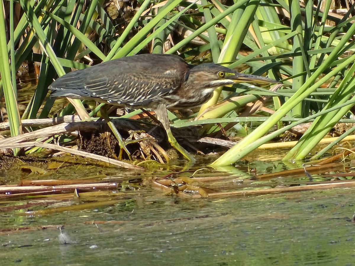 Green Heron - ML643965949