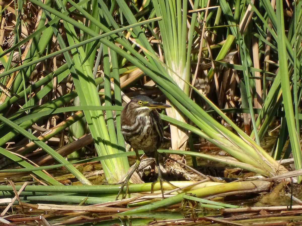 Green Heron - ML643965952