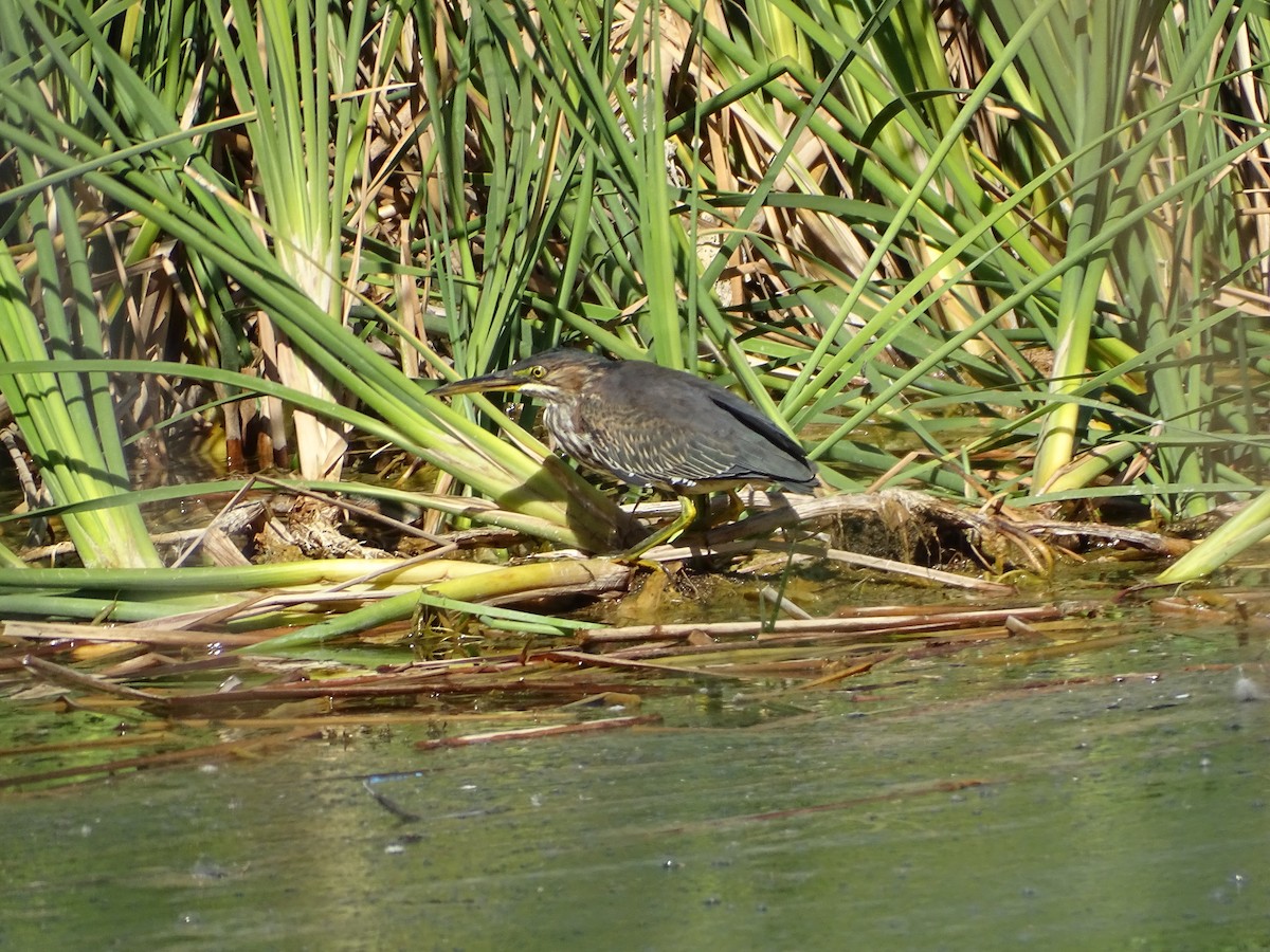 Green Heron - ML643965953
