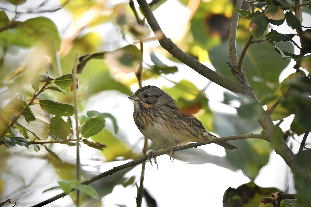 strnadec pruhohlavý - ML643965964