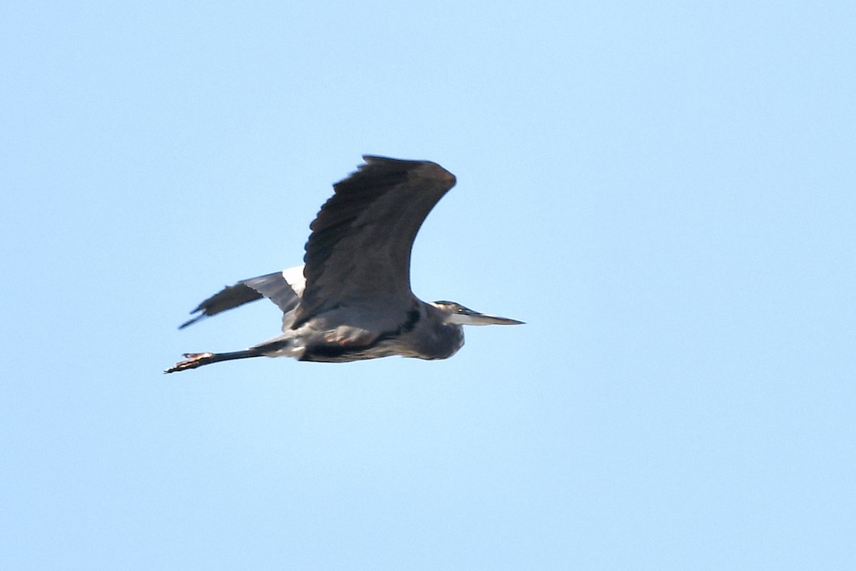 volavka velká - ML643965984