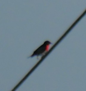Mistletoebird - ML643965988