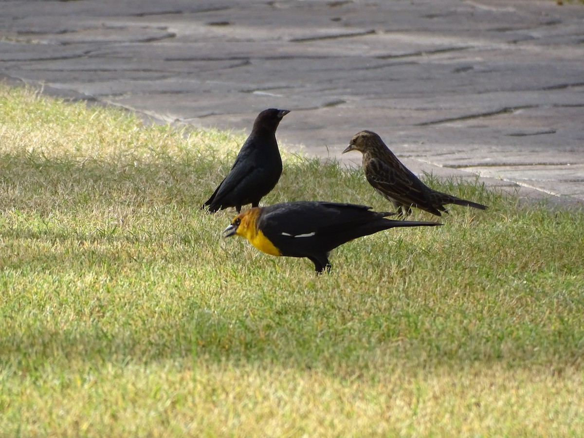 Yellow-headed Blackbird - ML643966042