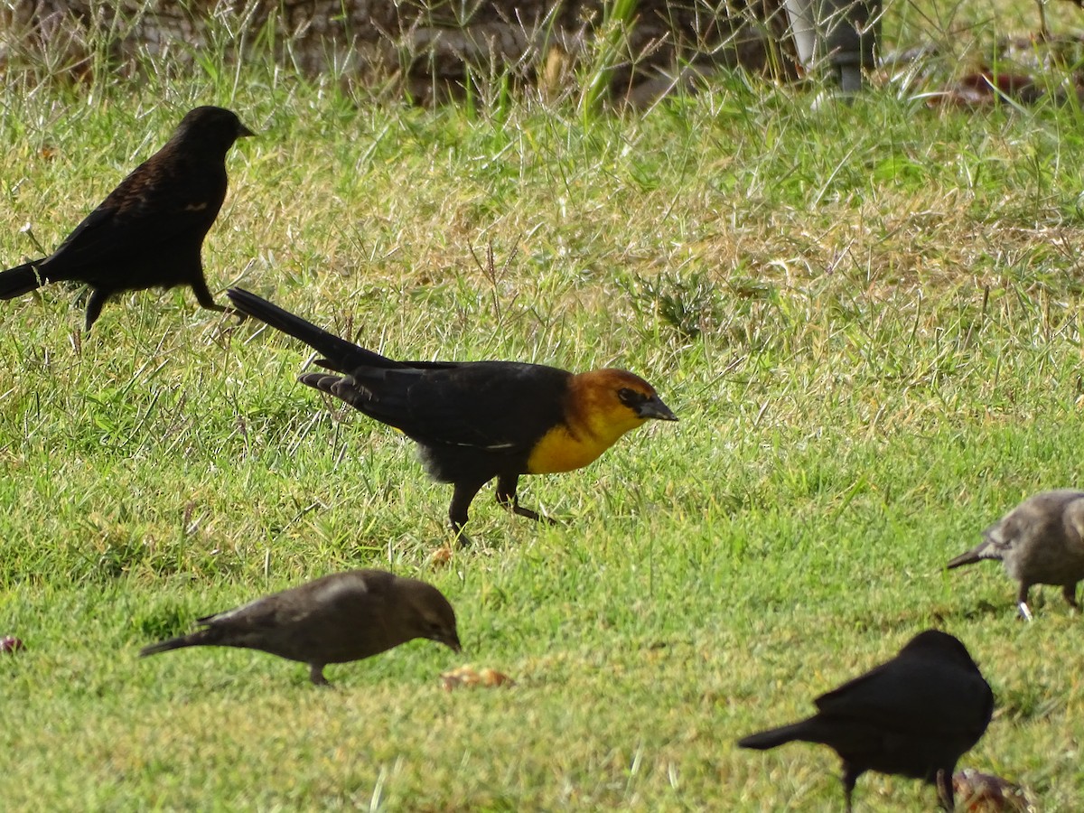 Yellow-headed Blackbird - ML643966043
