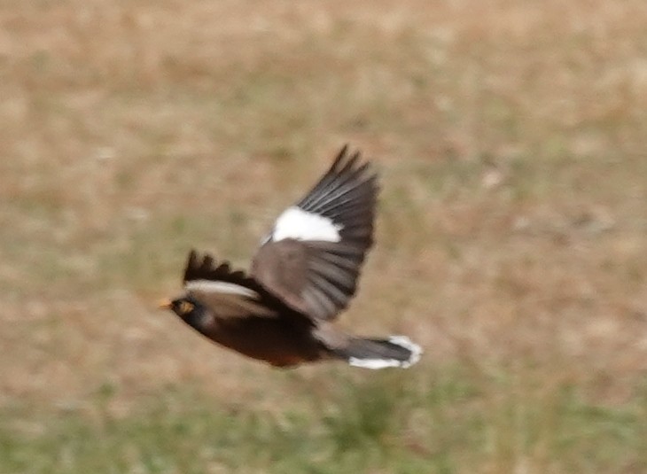 Common Myna - ML643966048