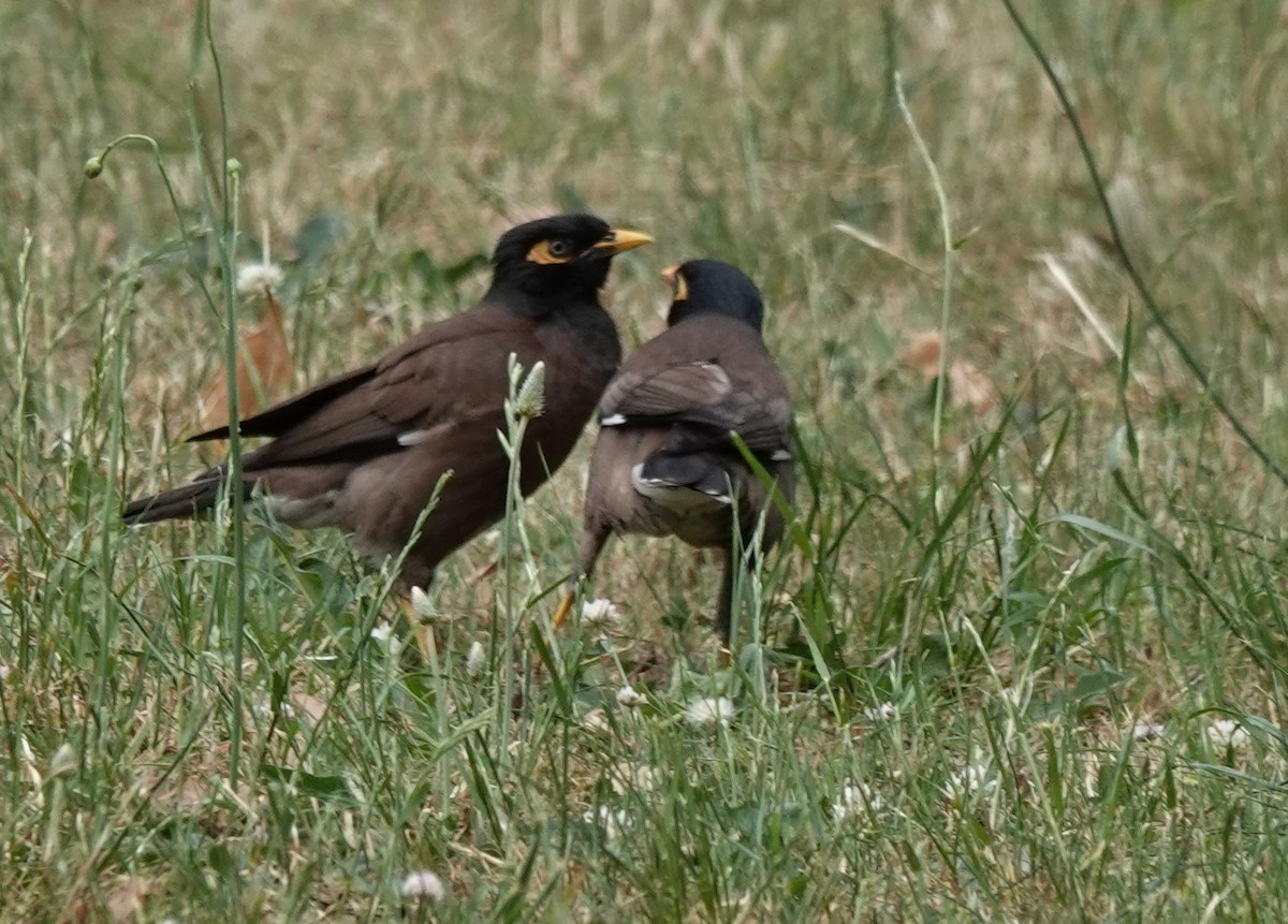 Common Myna - ML643966050