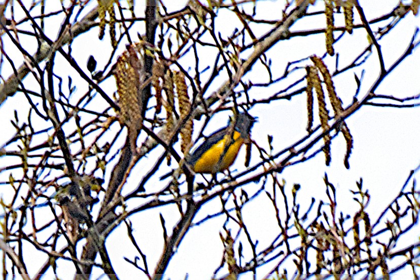 ルリゴシサンショクフウキンチョウ - ML643966053