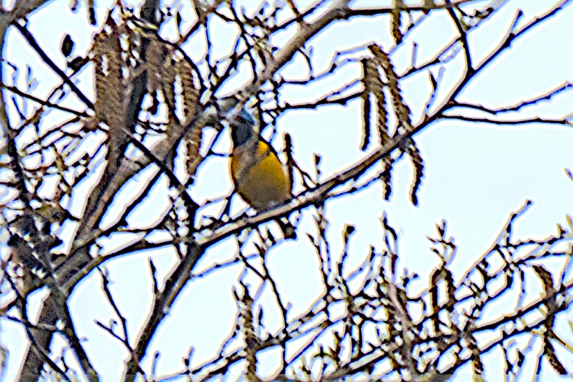 ルリゴシサンショクフウキンチョウ - ML643966054