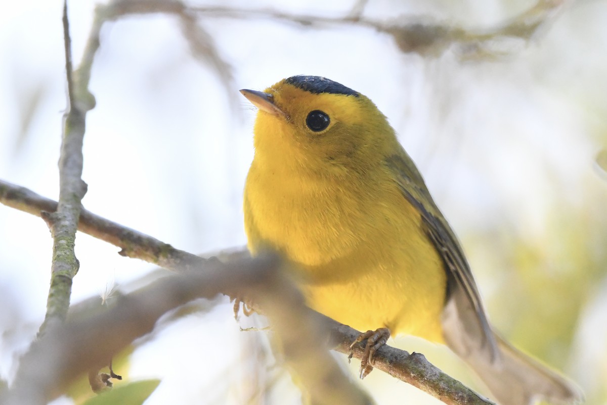 lesňáček čepičatý - ML643966055