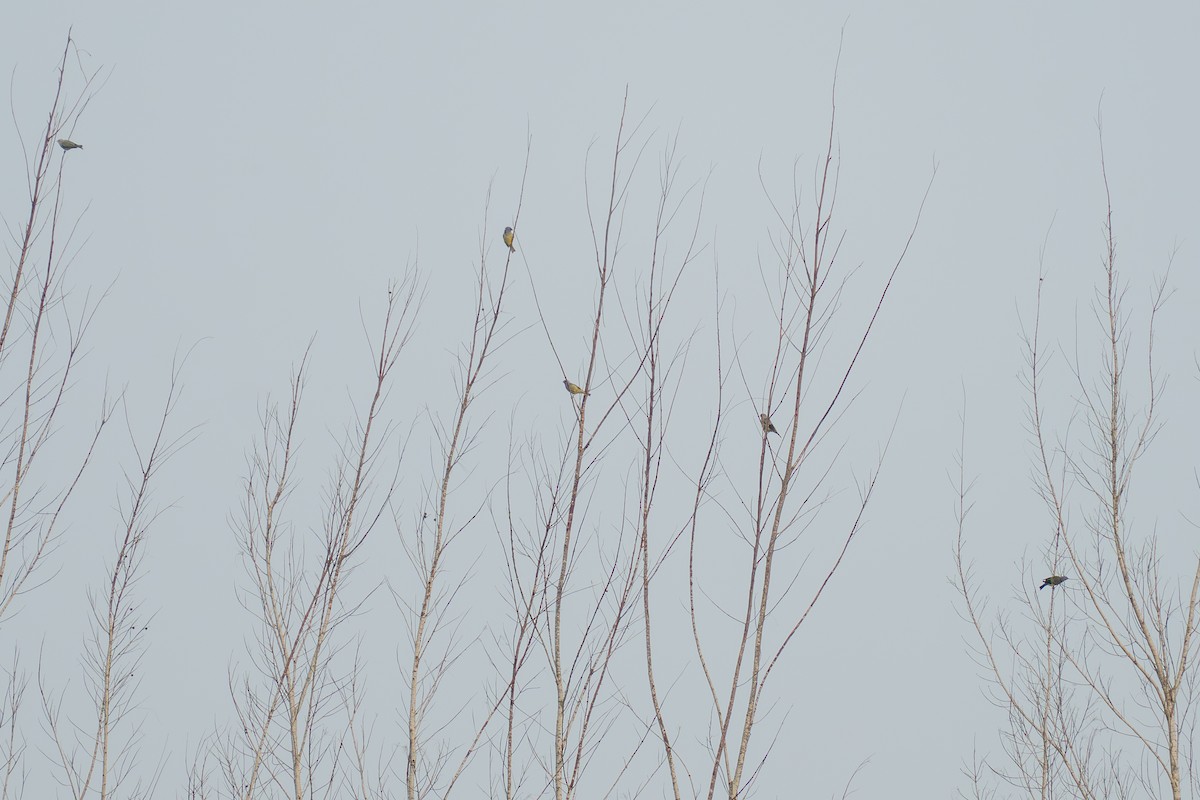 Yellow-winged Tanager - ML643966066