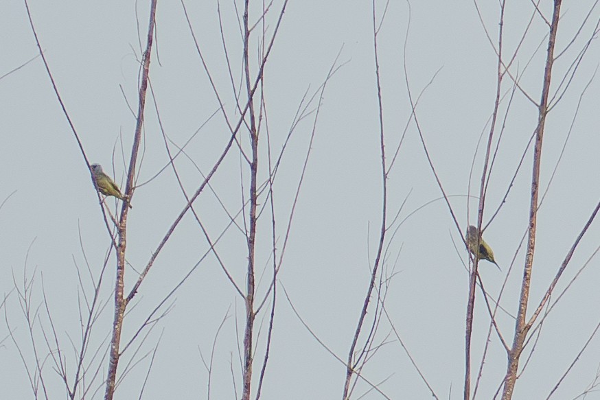 Yellow-winged Tanager - ML643966069