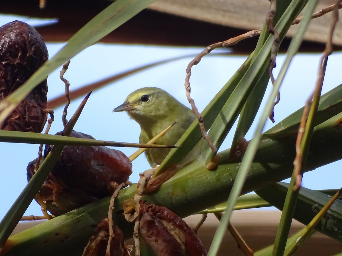 Tennessee Warbler - ML643966072