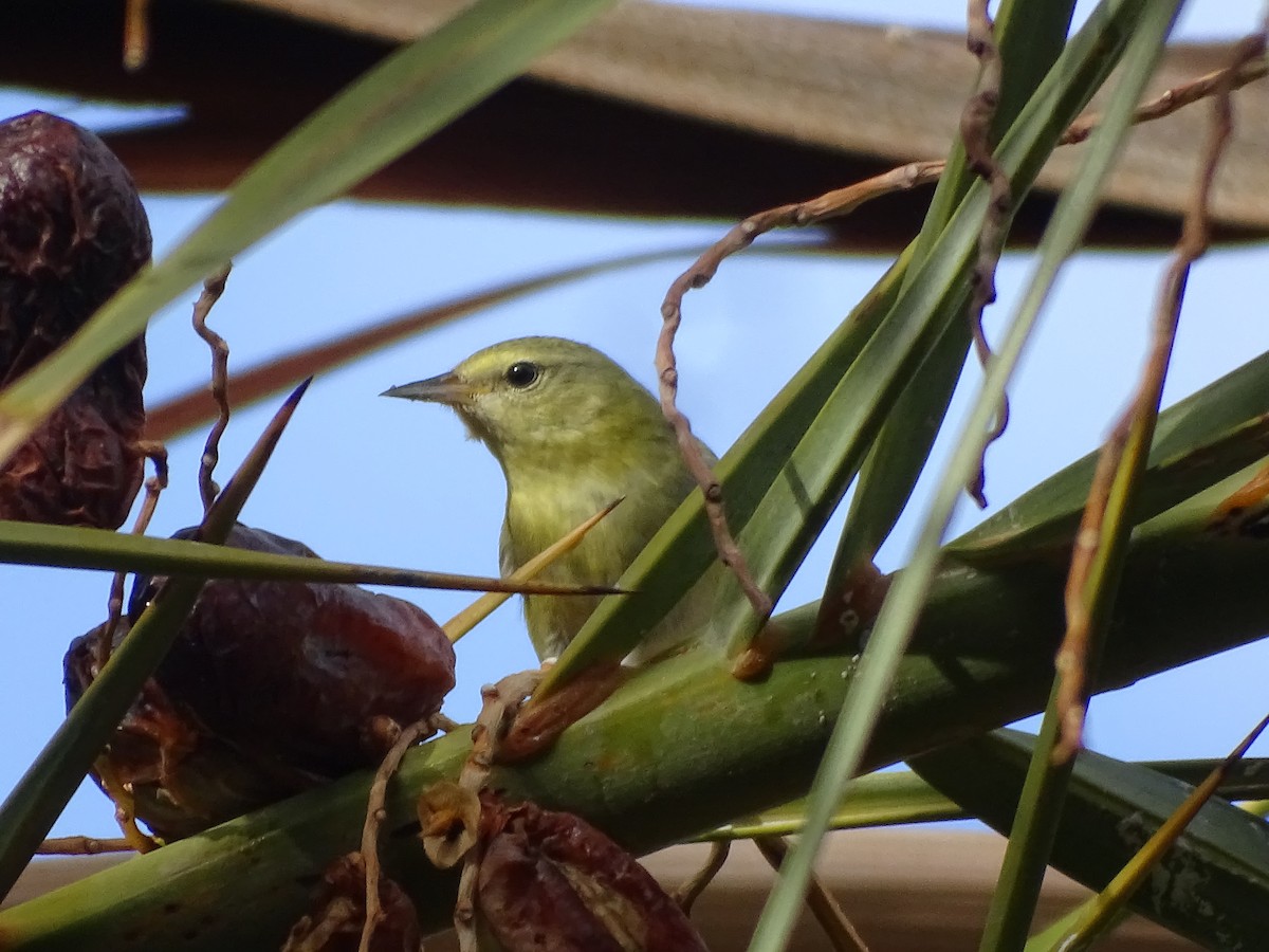 Tennessee Warbler - ML643966073