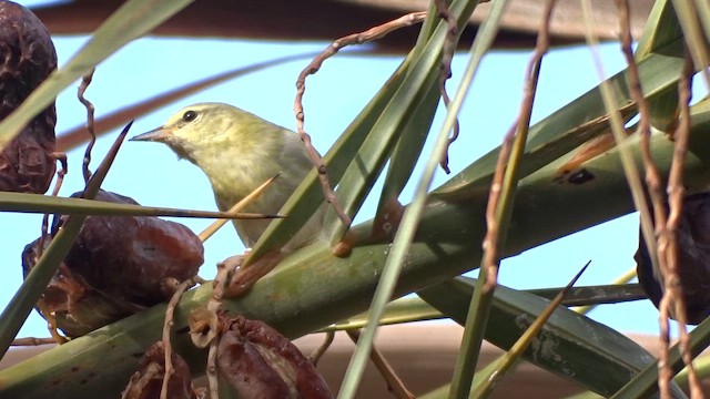 Tennessee Warbler - ML643966077