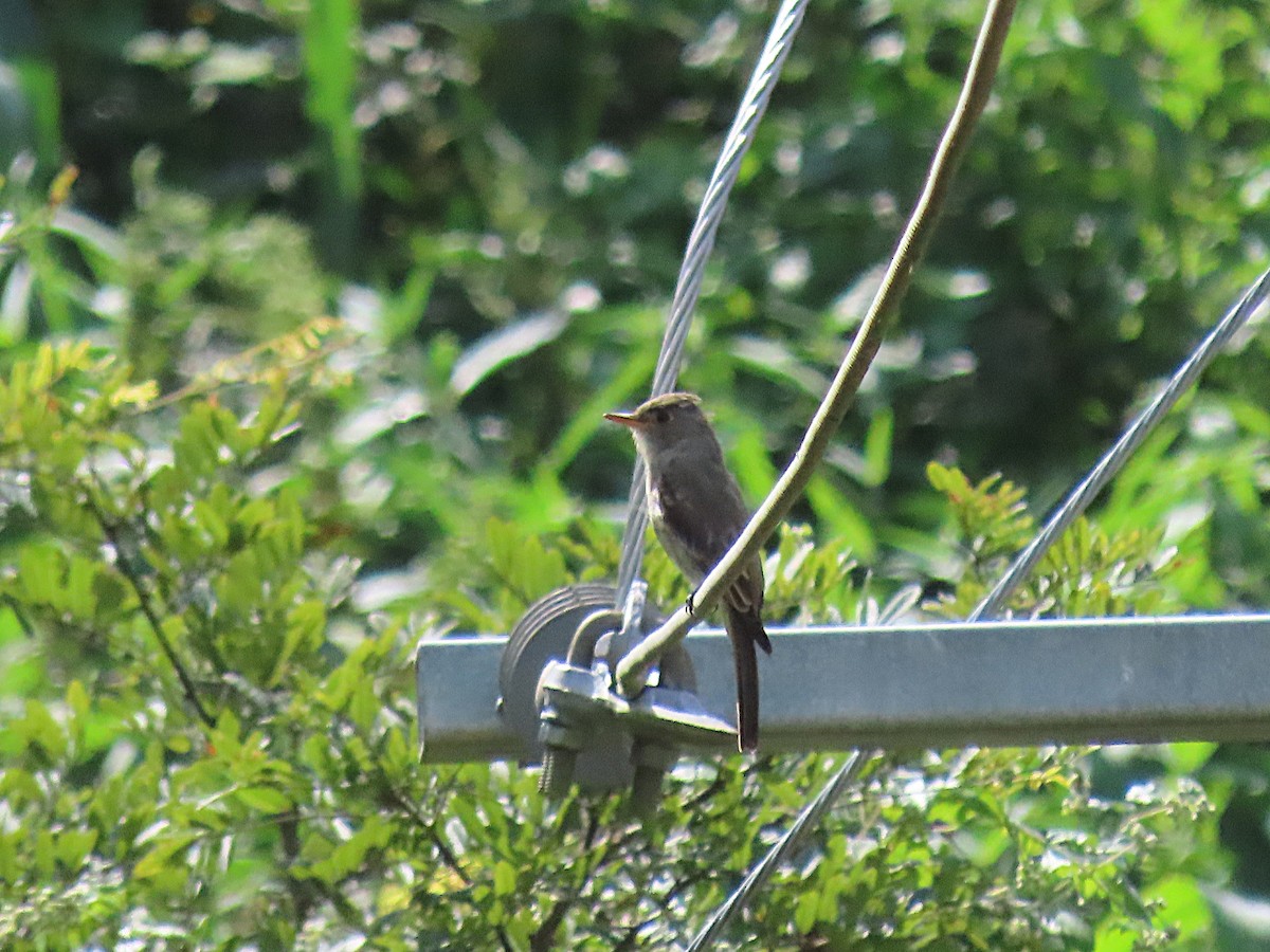 Greater Pewee - ML643966115