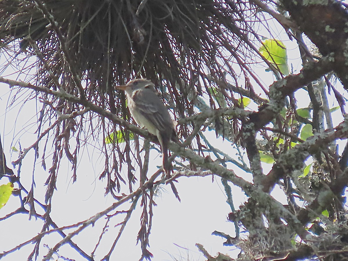 Greater Pewee - ML643966116