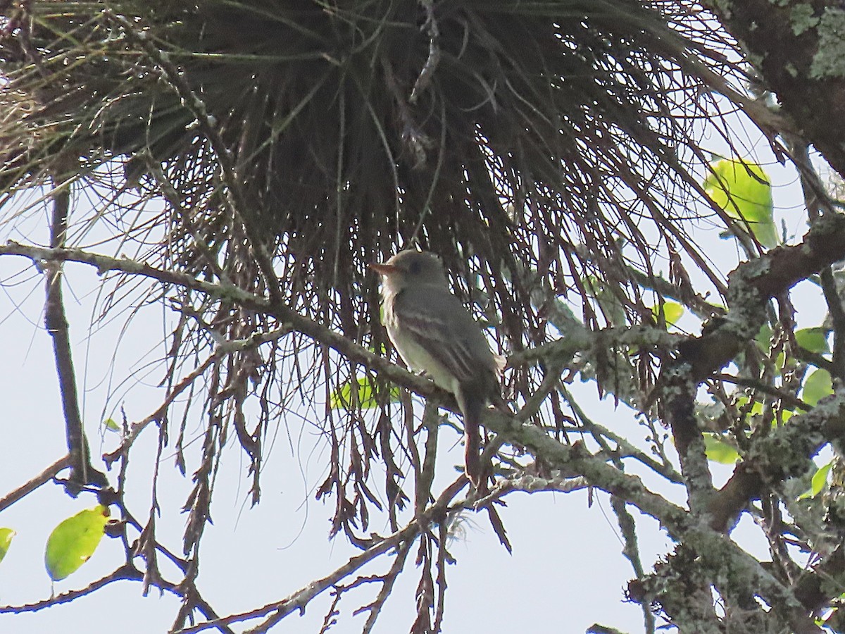 Greater Pewee - ML643966117