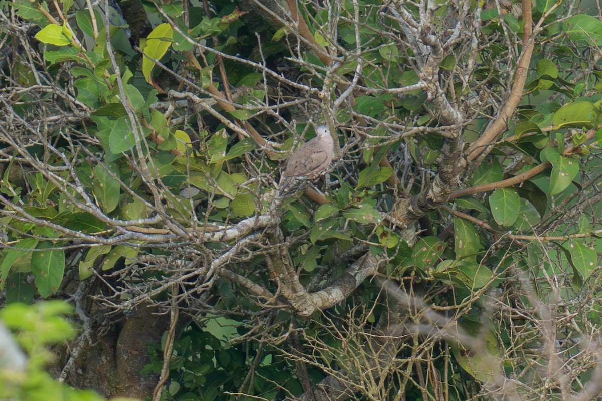 Zwergtäubchen - ML643966138