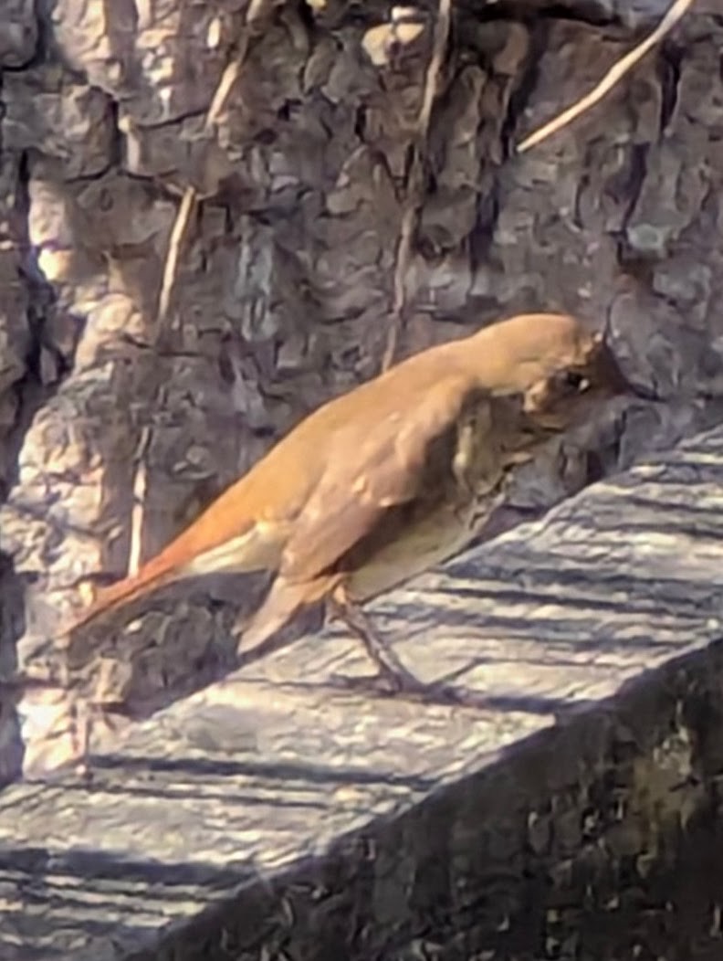 Hermit Thrush - ML643966153