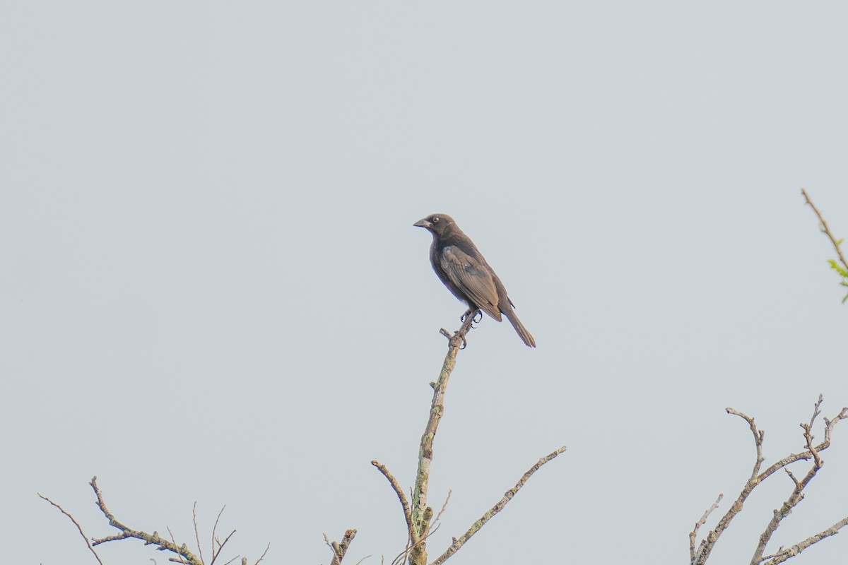 Bronzed Cowbird (Bronzed) - ML643966156