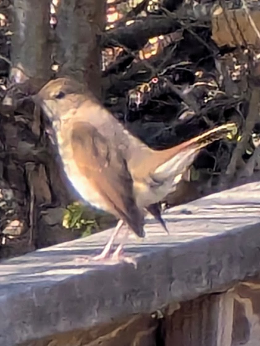 Hermit Thrush - ML643966159