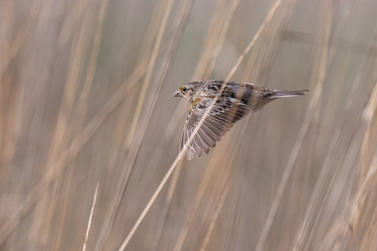 Grasshopper Sparrow - ML643966169