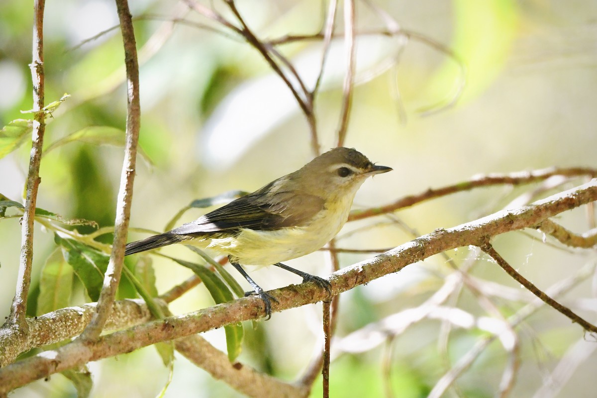 zelenáček západní - ML643966206