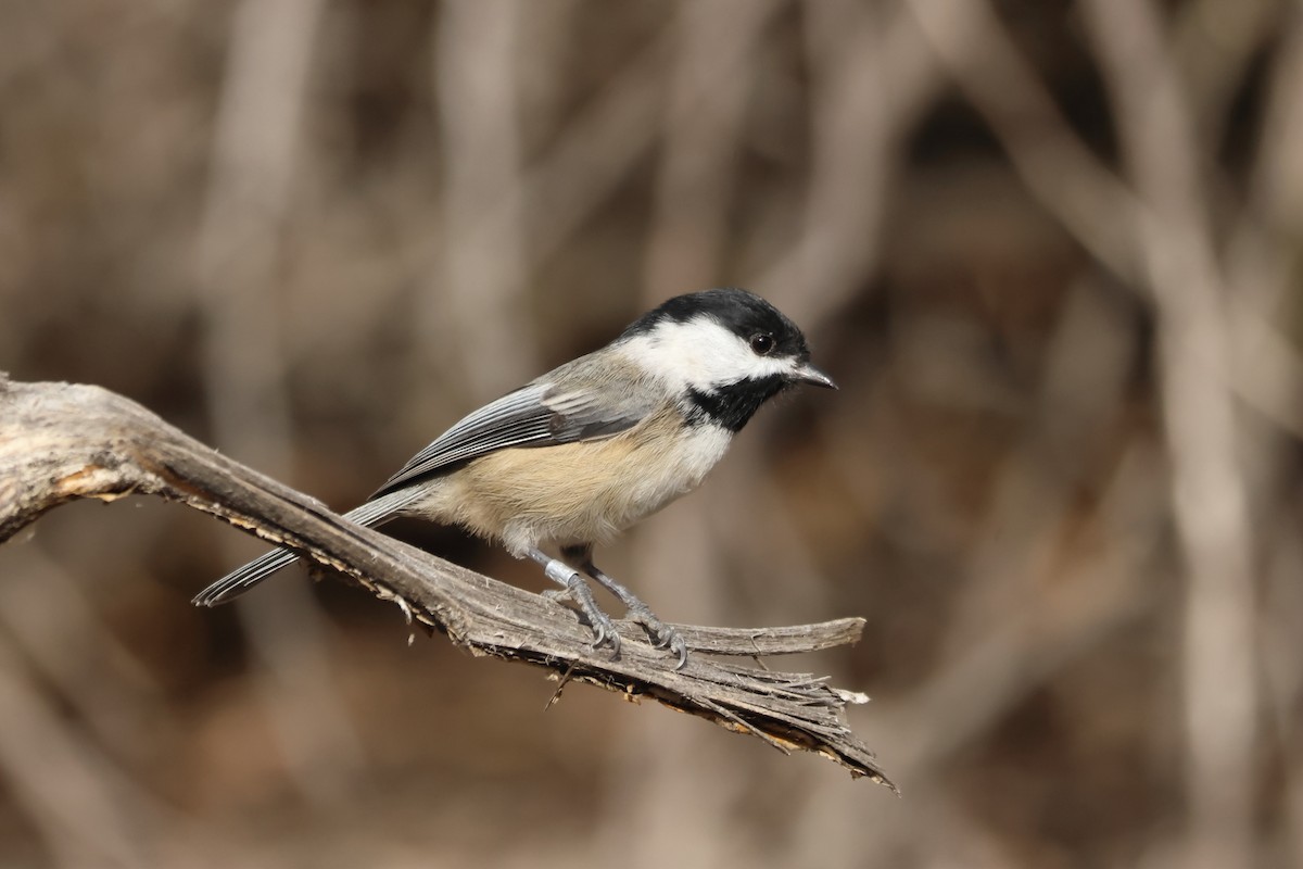 Black-capped Chickadee - ML643966210