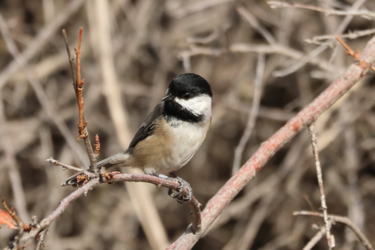 Black-capped Chickadee - ML643966211