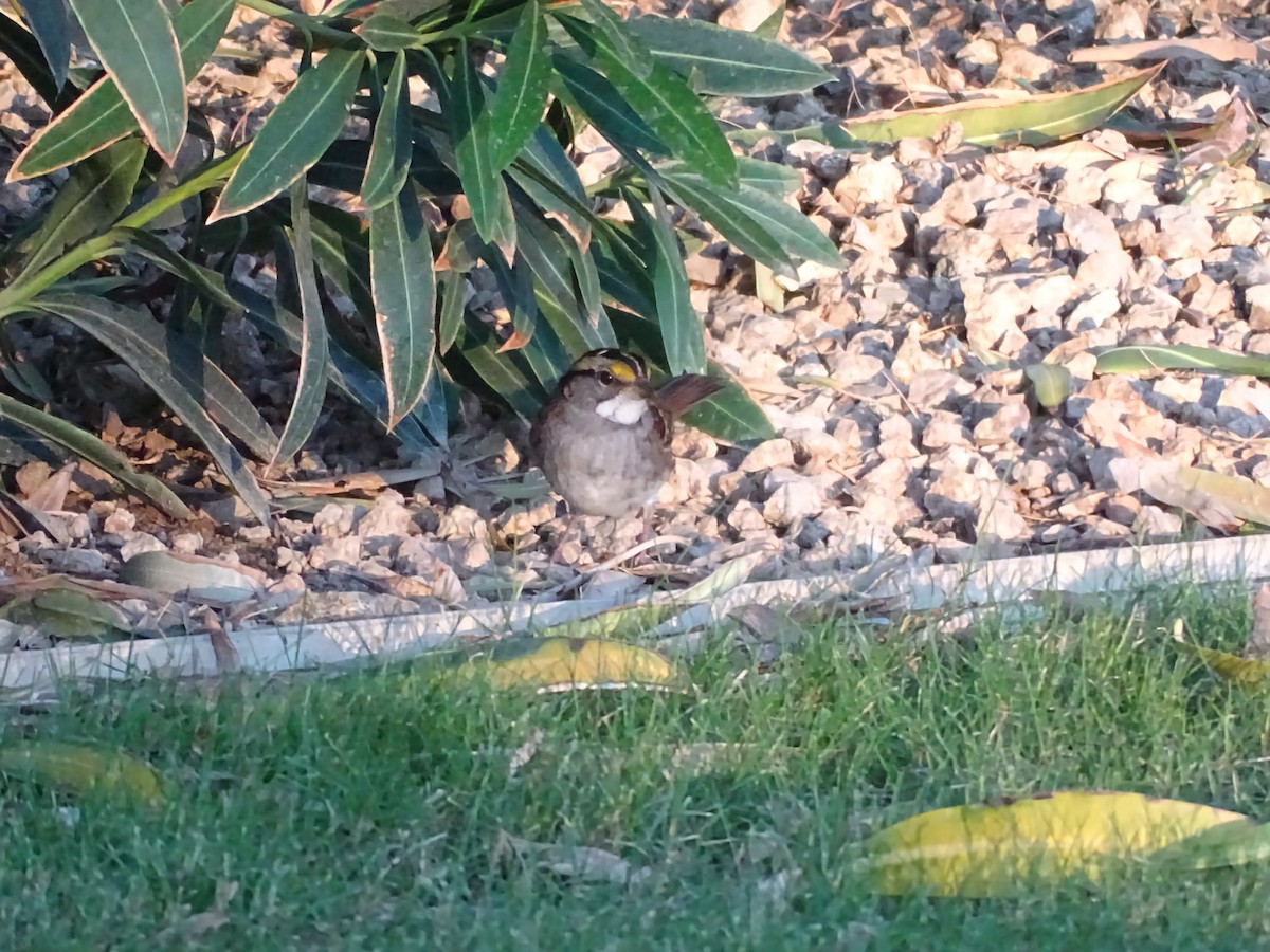 White-throated Sparrow - ML643966213