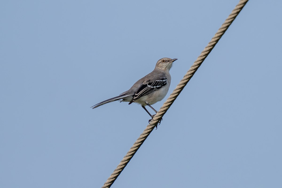Tropikal Taklitçi (gracilis/leucophaeus) - ML643966220