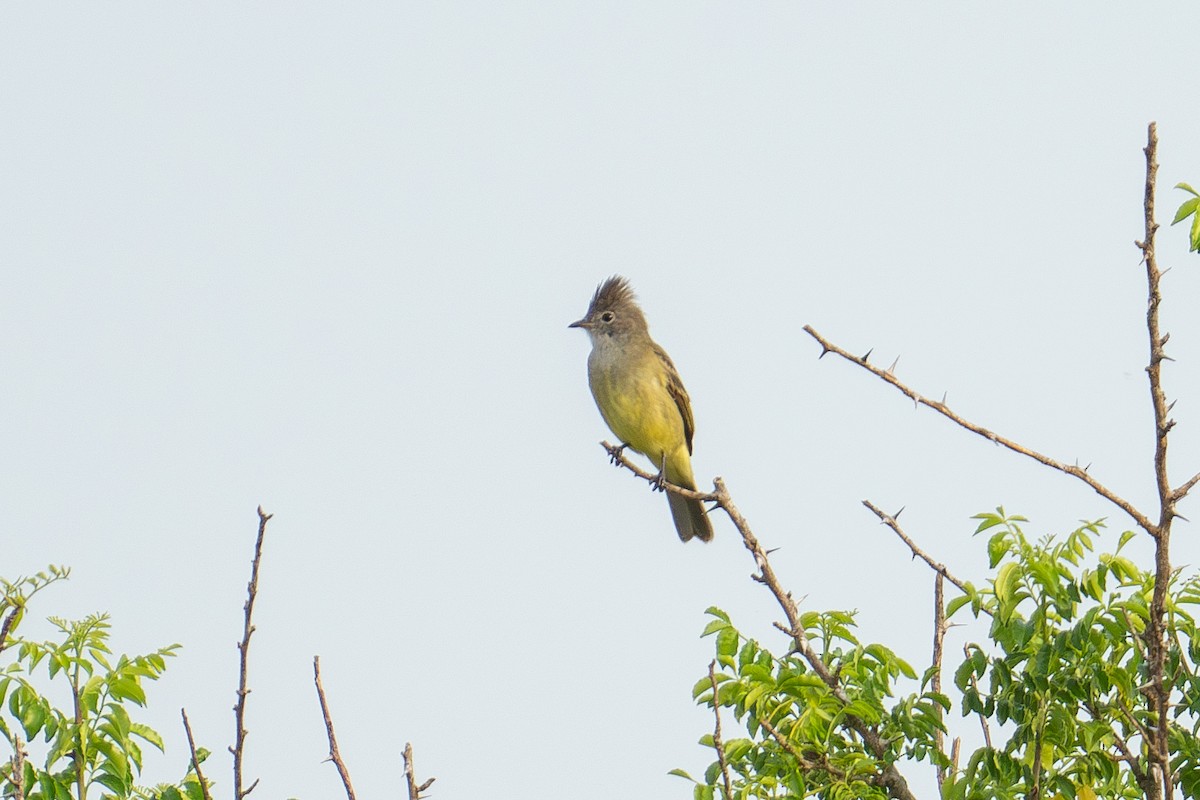 Yellow-bellied Elaenia - ML643966230