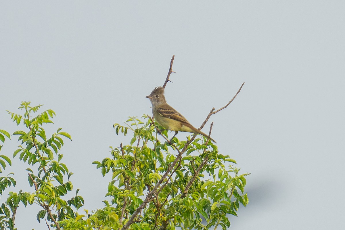 Yellow-bellied Elaenia - ML643966231