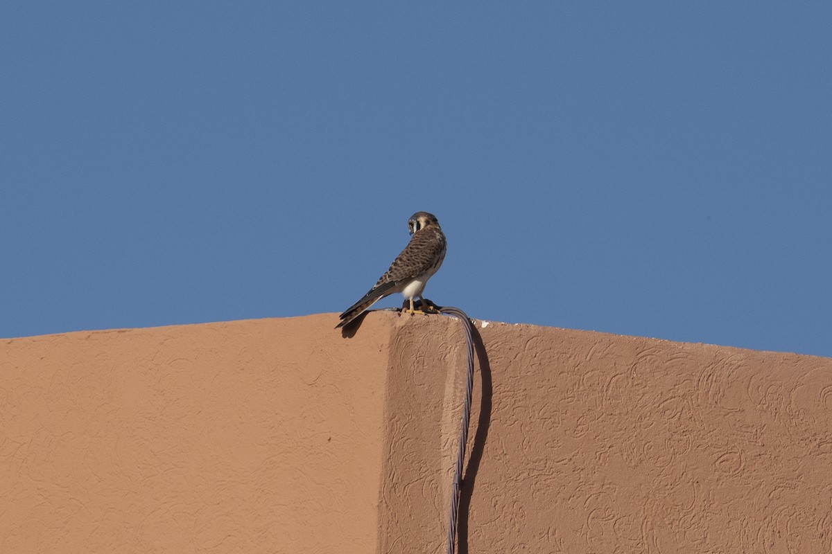American Kestrel - ML643966238