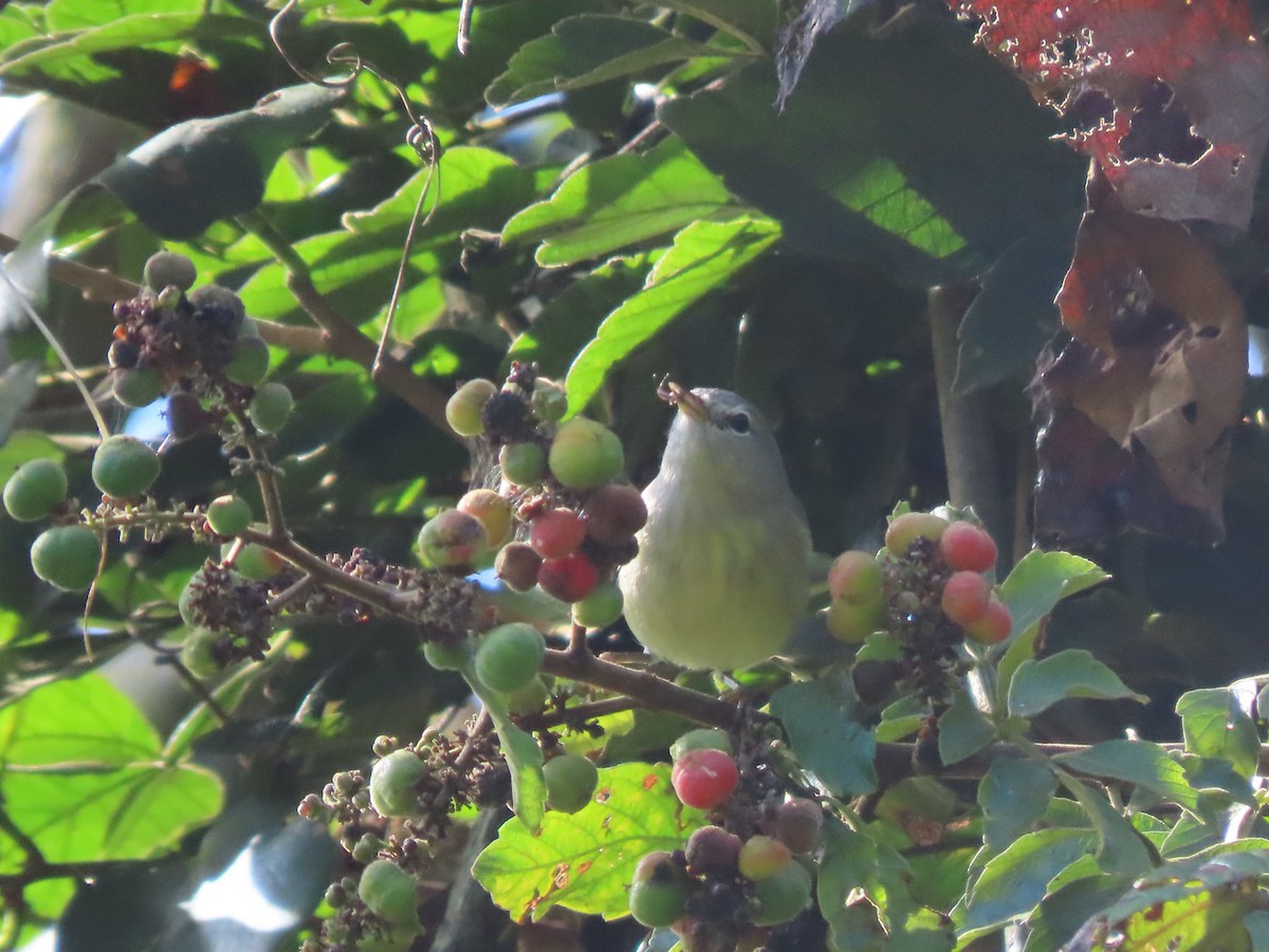 Orange-crowned Warbler - ML643966239