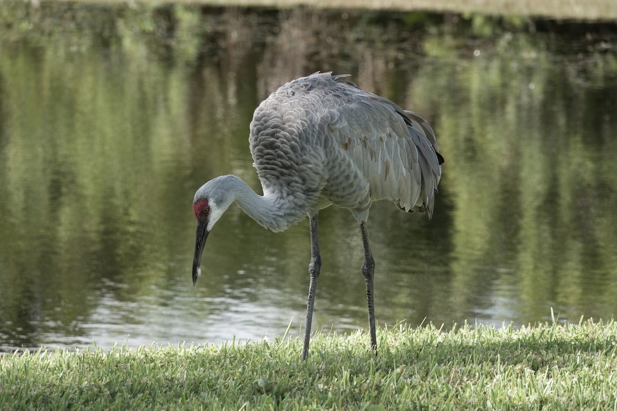 Sandhill Crane (Florida) - ML643966242