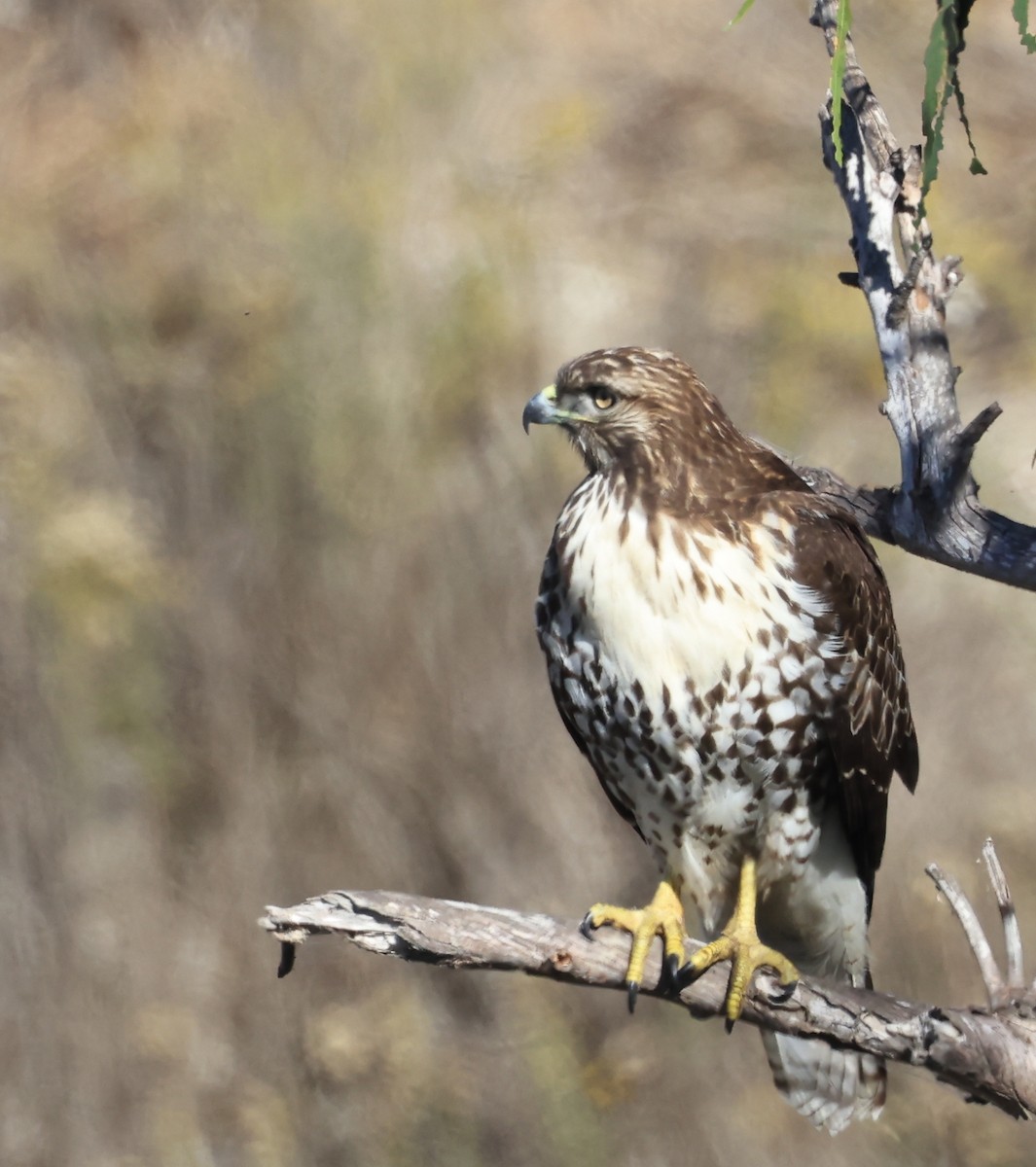 Red-tailed Hawk - ML643966244