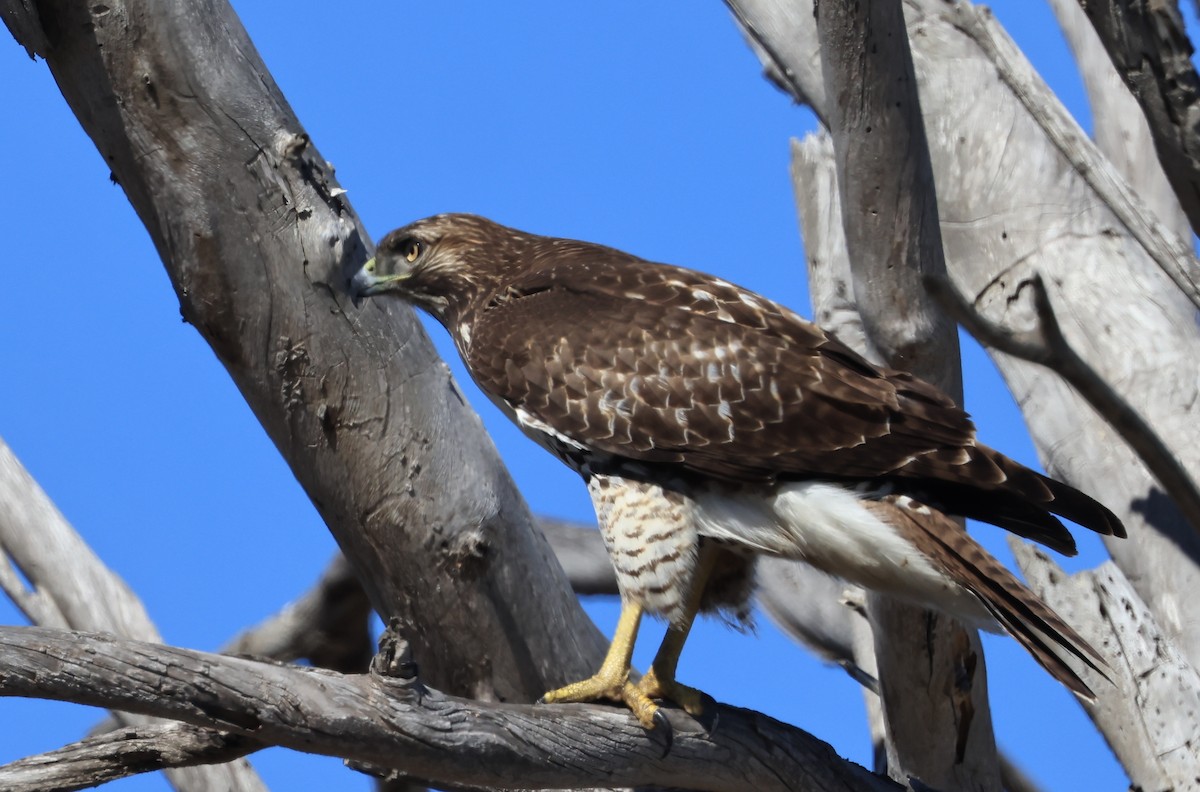 Red-tailed Hawk - ML643966250