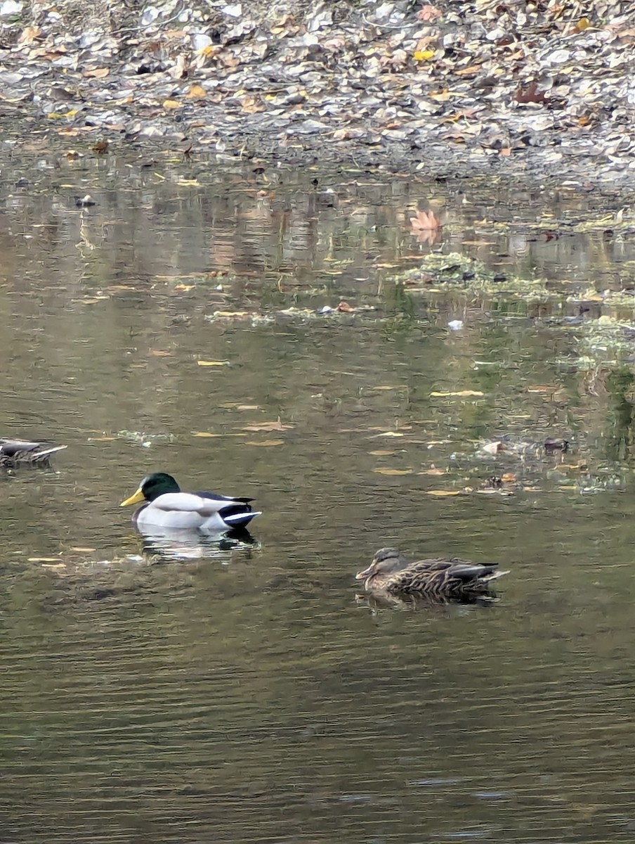 Mallard - ML643966254