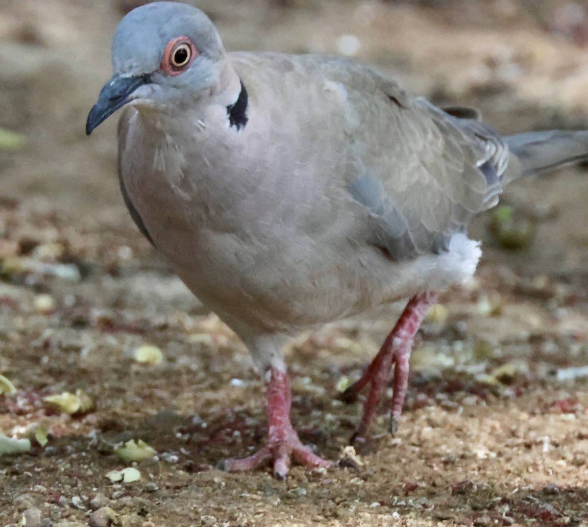 klagedue - ML643966276