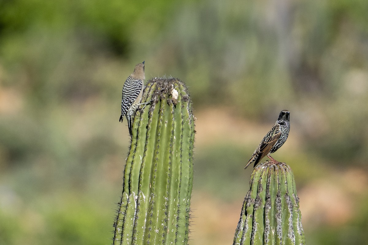 Gila Woodpecker - ML643966277