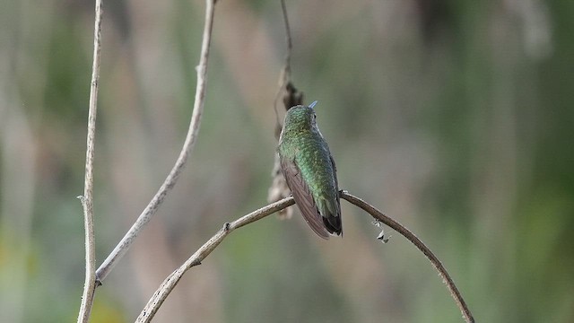 Calliope Hummingbird - ML643966284
