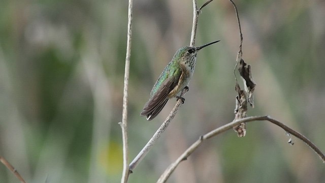 Calliope Hummingbird - ML643966288