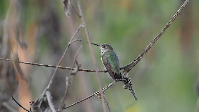 Calliope Hummingbird - ML643966289