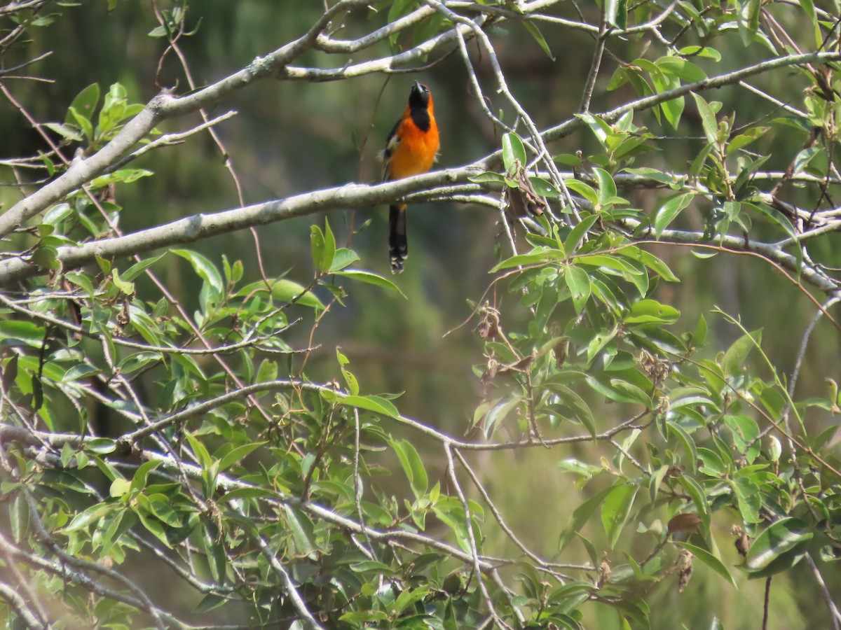 Hooded Oriole - ML643966290