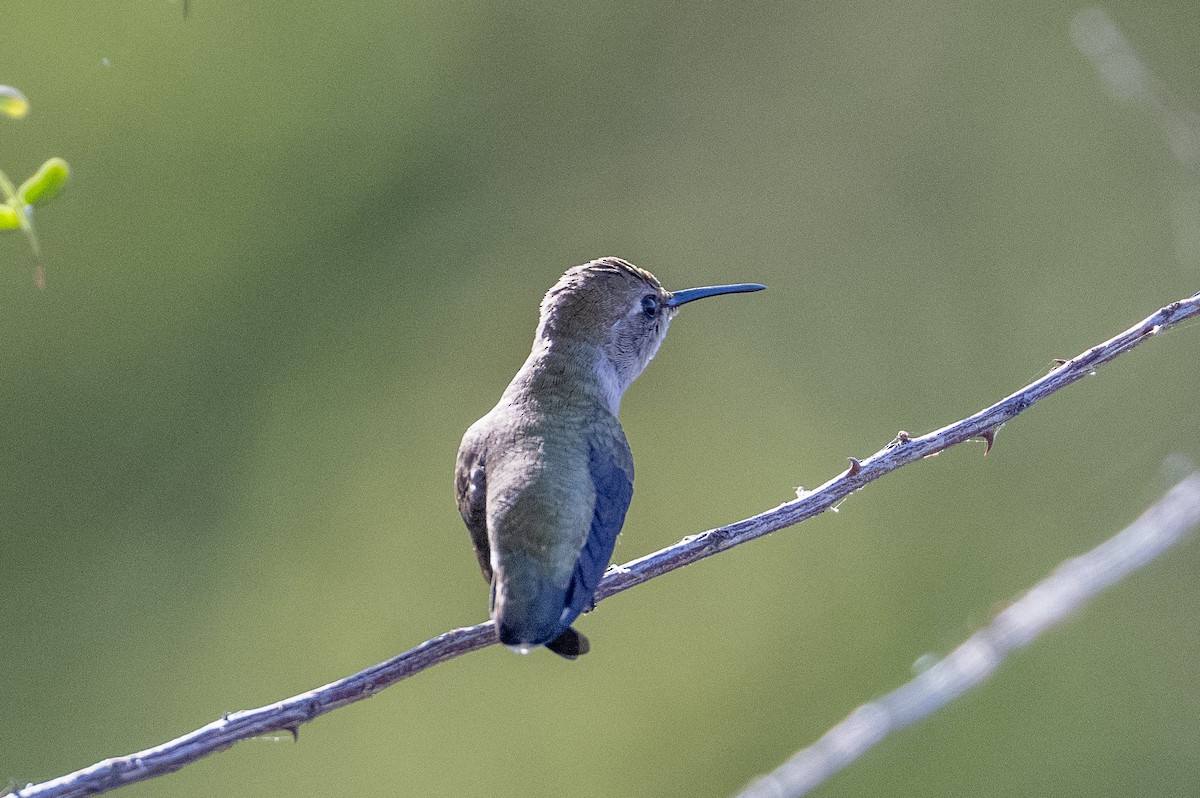 Costa's Hummingbird - ML643966293