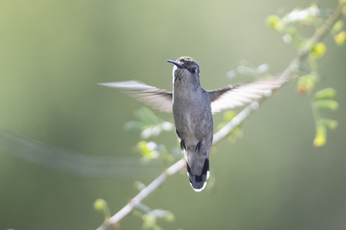 Costa's Hummingbird - ML643966310