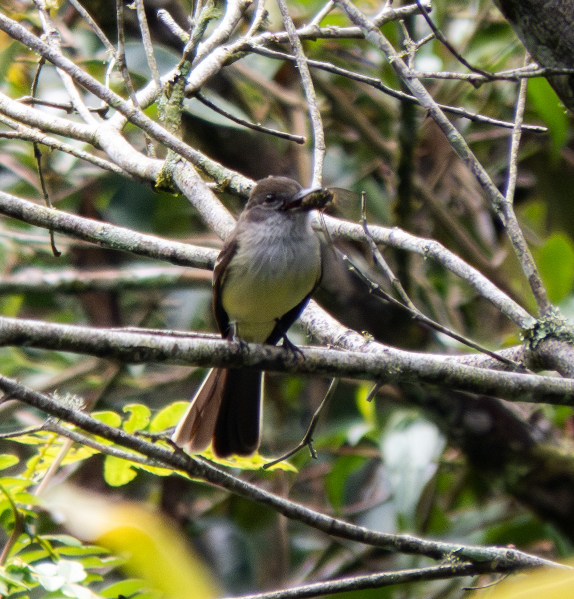 Pale-edged Flycatcher - ML643966332