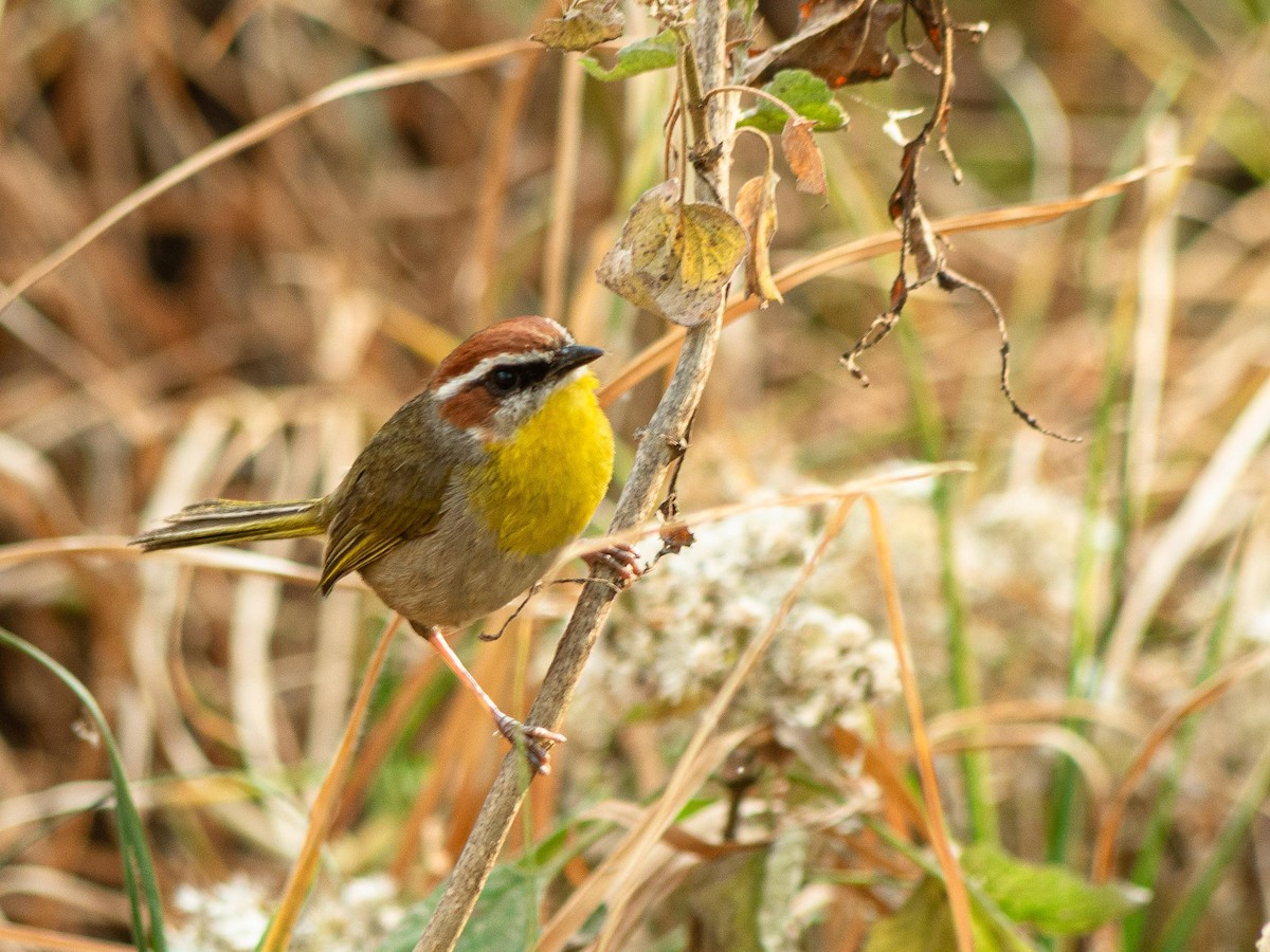 Rufous-capped Warbler - ML643966335