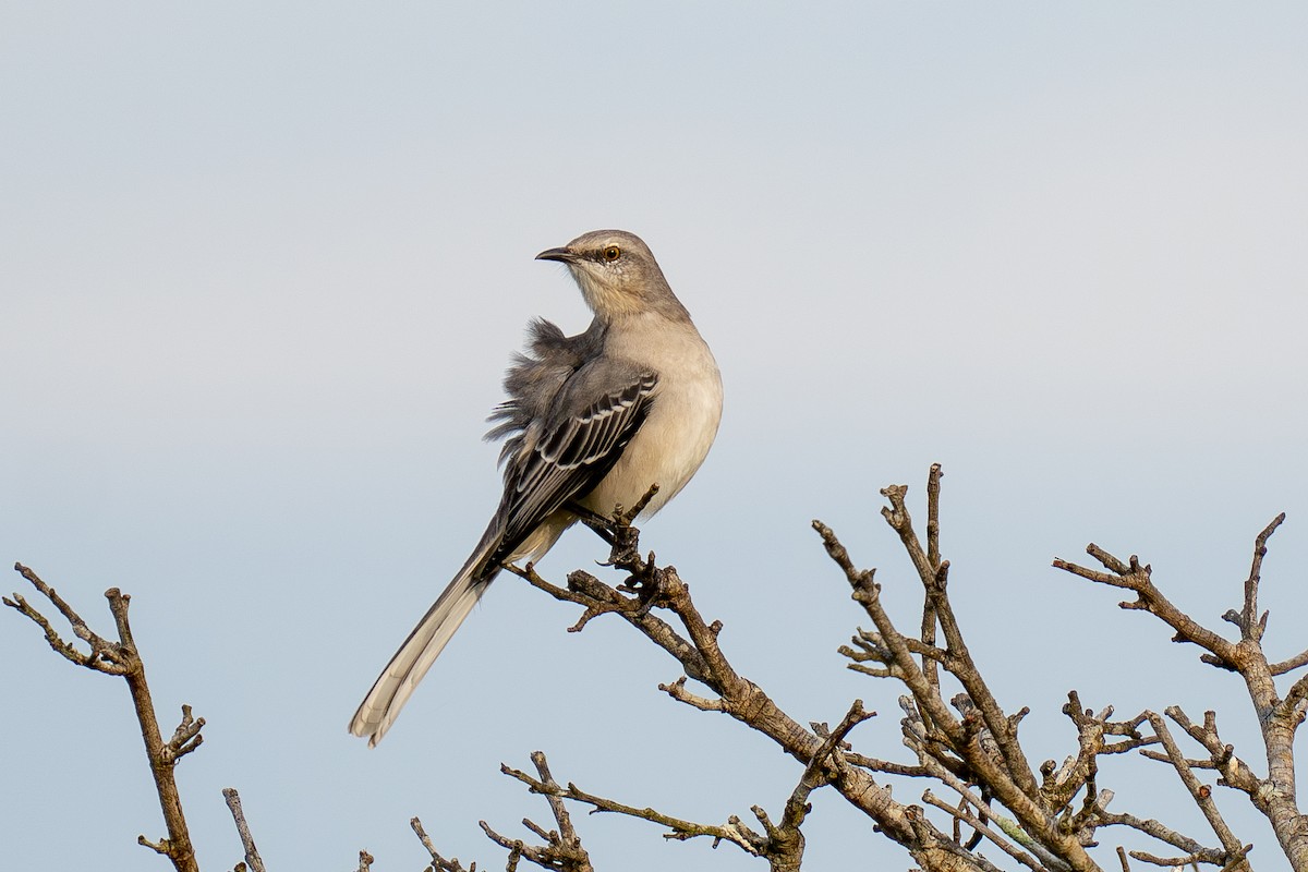 Tropikal Taklitçi (gracilis/leucophaeus) - ML643966354